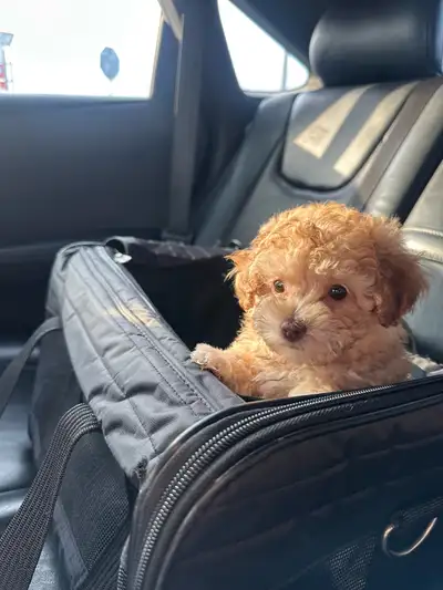 Toy Poodle Puppies, View more