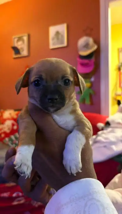 puppies looking for a loving home, View more