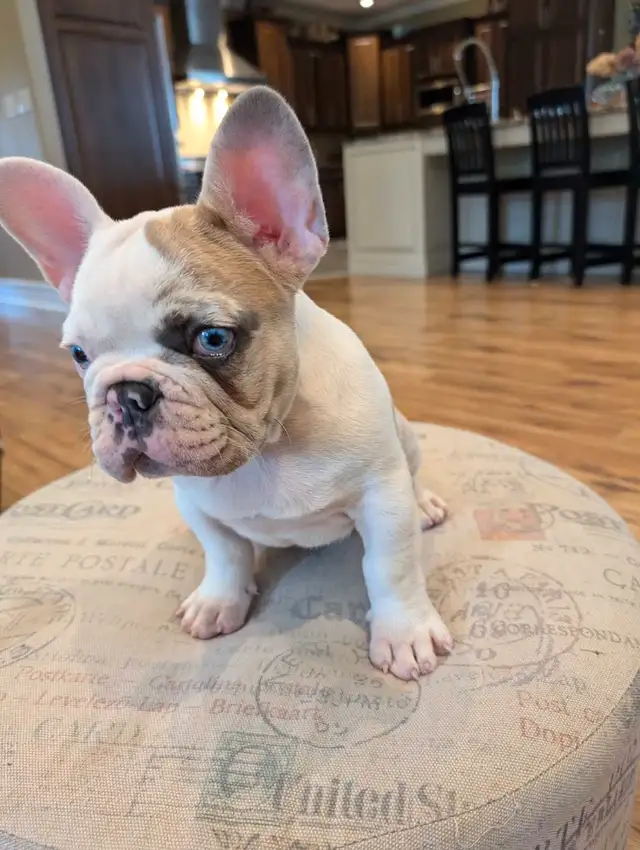 French Bulldog for sale in Dogs & Puppies for Rehoming in Ottawa - Image 4