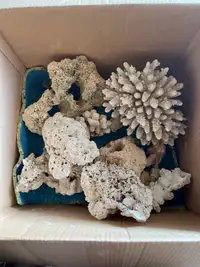 Salt Water coral 10 lbs $50 for all