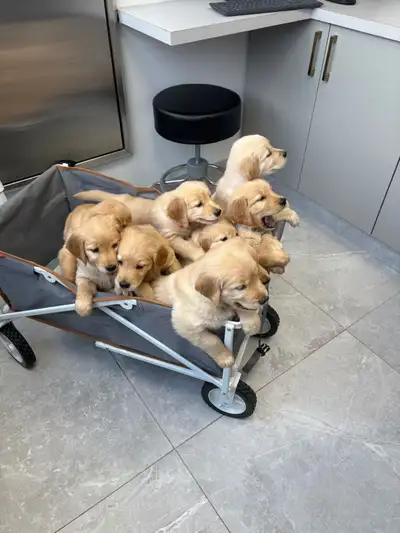 Golden Retriver Puppies, View more