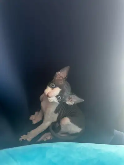 Chatons Sphynx, View more