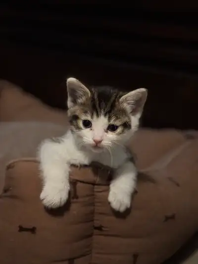 Looking to give kittens a new home!, View more