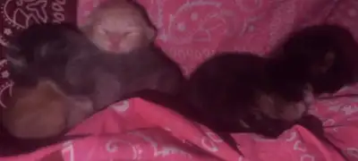 Valentine's Day ragdoll mix kittens, View more