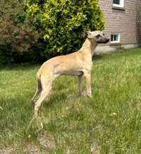 WHIPPET PUPPY