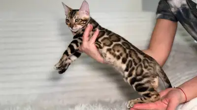 Bengal kitten, View more