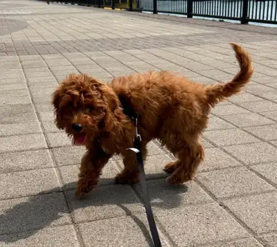 Red Cavapoo Moe, View more