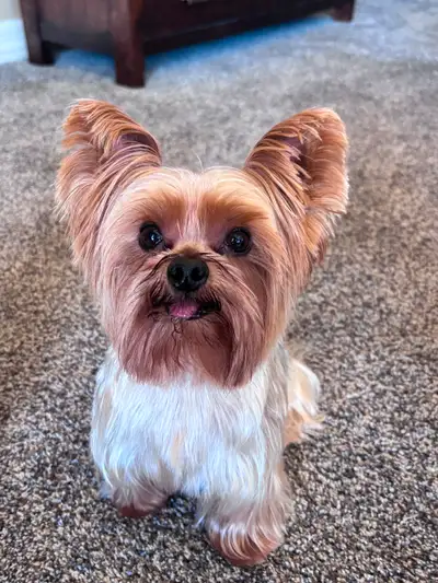 Purebred Yorkie  to Rehome Small Breed, View more