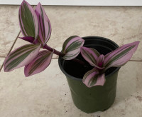 Silver/Pink Inch Plants ($5-$20 depending on size)