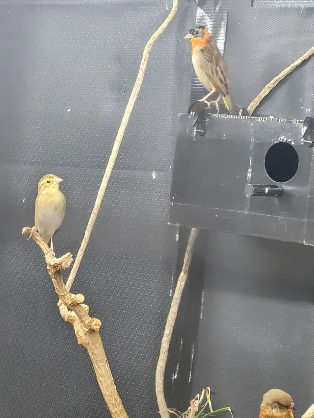 Orange weavers in Birds for Rehoming in Delta/Surrey/Langley - Image 2