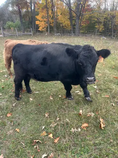 mini dexters , View more