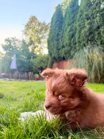 Mini Australian Shepherd / Pomeranian Puppy, View more