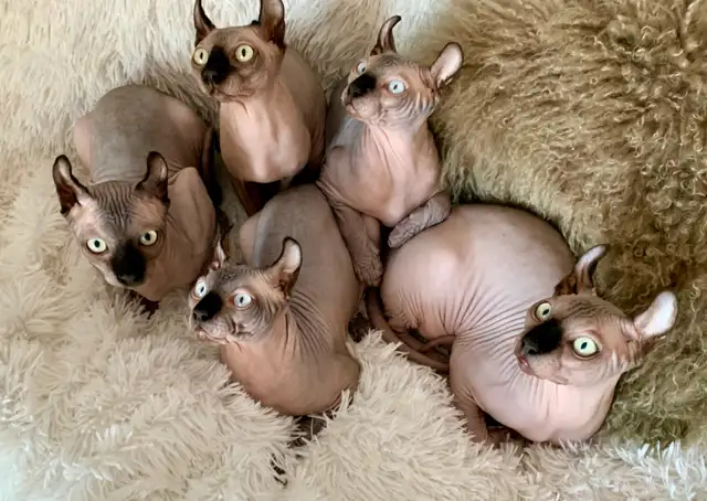 Chatons Sphynx et Elf in Cats & Kittens for Rehoming in Lanaudière - Image 3