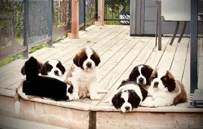 Saint-Bernard / Newfoundlander, View more