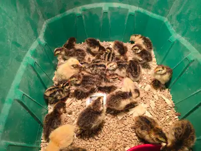 Bonjour plusieurs poussin cailles non sexé disponible ! 5$ chaque