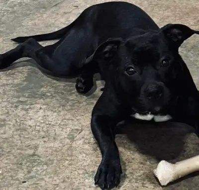 D.O.B April 21/2024 Up to date with shots Not spayed Trained Kennel Trained Needs socializing with o...