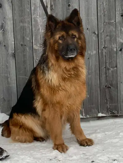 Bonjour, j'aide un ami en mettant en adoption ses chiens pour toutes questions, appelez au numéro en...
