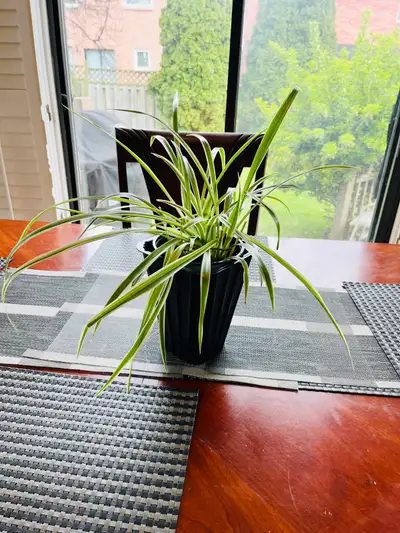 Spider Plant large (non-toxic), View more