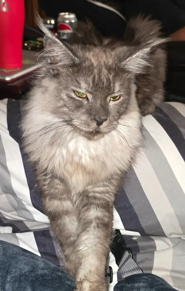 TICA Registered Maine Coon in Cats & Kittens for Rehoming in North Bay - Image 4