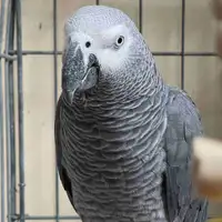 African grey male and female