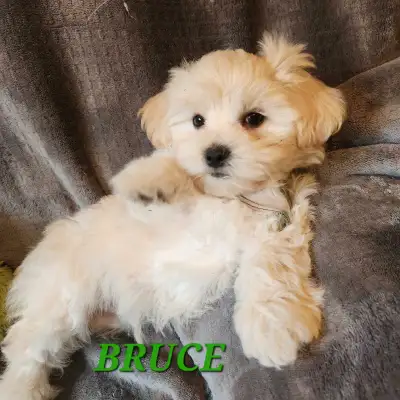 PUPPY IS LOCATED BY FORT QU'APPELLE SK. DELIVERY TO SHERWOOD PARK WILL BE JUNE 21ST. DELIVERY FEE AP...