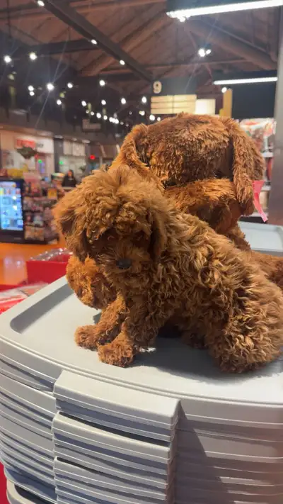 Toy poodle , View more