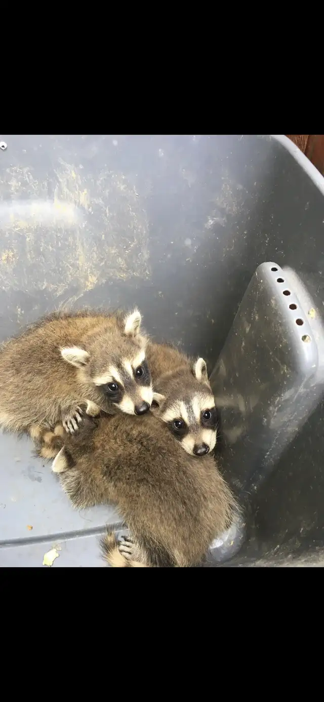 Animal Removal Brampton Mississauga in Other in Mississauga / Peel Region - Image 2