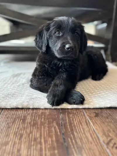 Golden Retriever x Golden Mountain dog puppies. Mom (Stella) is a pure bred Golden. Dad (Tucker) is...