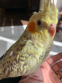 Baby cockatiel 