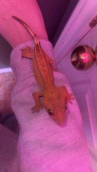 2 crested geckos for sale 