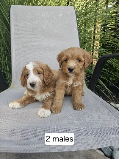 Adorable red coloured cockapoo puppies for sale, View more
