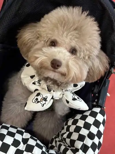 Female poodle for rehoming (5lbs), View more