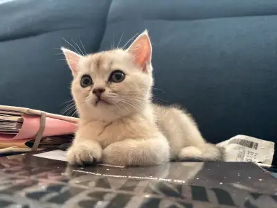 Chaton femelle British X Scottish (vacciné), View more