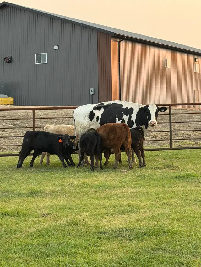Exposed Nurse Cows  in Livestock in Lethbridge - Image 7
