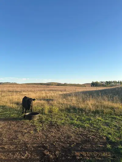Looking for a acreage in the general Leroy, Humboldt, melfort area. Would prefer at least 40 acres....