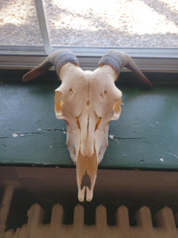 real goat skull for sale $200