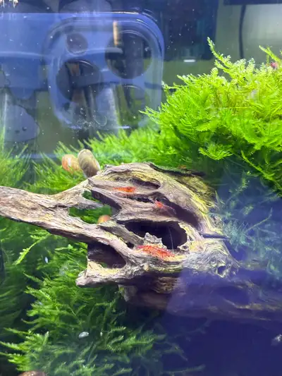 Or trade for a pea puffers/snails $5/cup for Java moss $3/1 red shrimp Intersection is Kennedy/Mcnic...