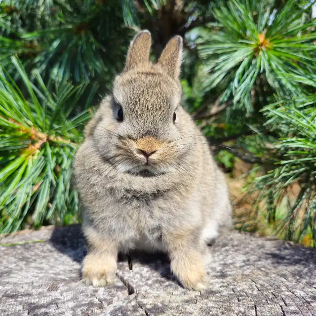 EXTRAORDINARY NETHERLAND DWARF BABY BUNNY RABBITS in Small Animals for Rehoming in London - Image 9