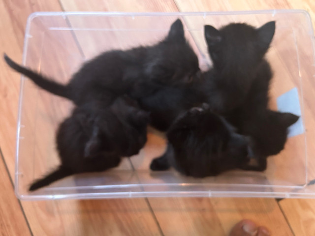 Kittens for sale in Cats & Kittens for Rehoming in Fredericton - Image 2