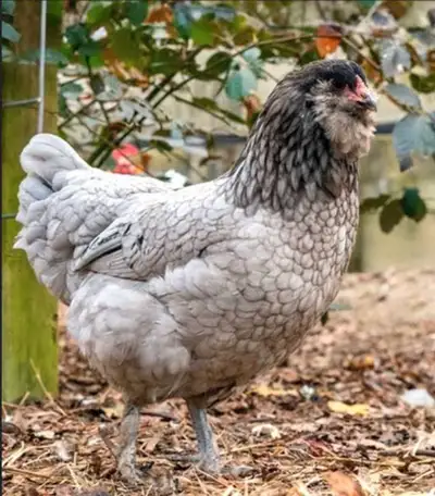 chickens, View more