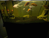 fish + tank 