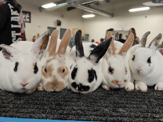 EXTRAORDINARY MINI REX BABY BUNNY RABBITS in Small Animals for Rehoming in City of Toronto