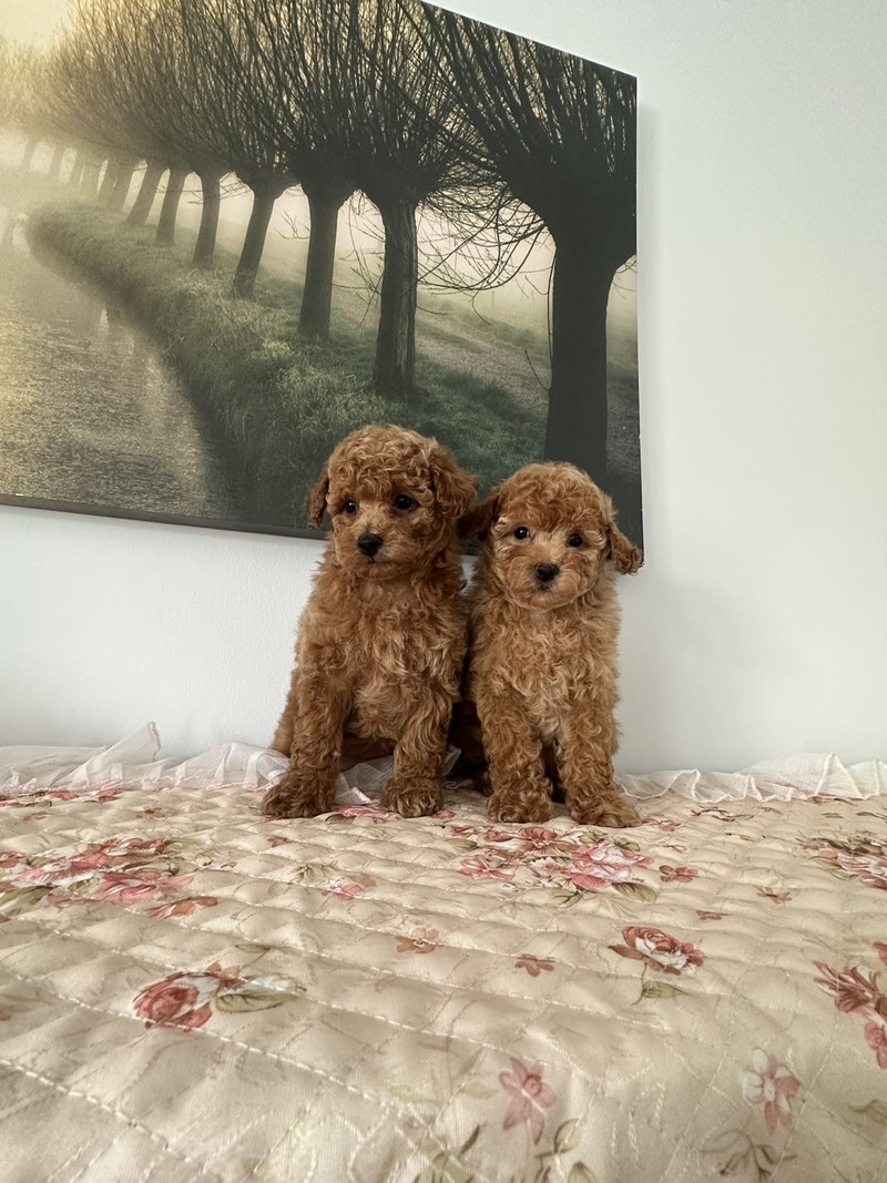 Two Female Toy Poodle Puppies ready for rehoming Dogs & Puppies for