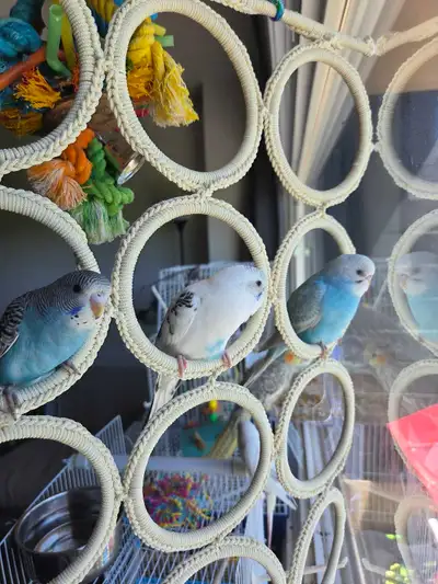 Tame baby budgies, View more