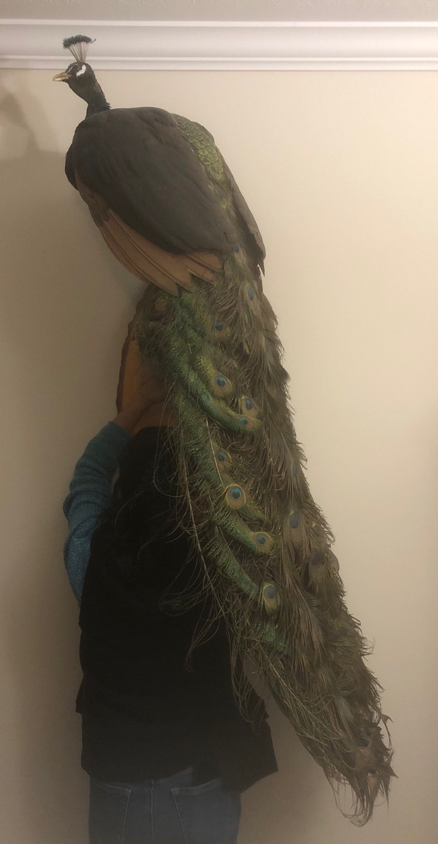 Father's Day Gift - Professional Taxidermy Real Peacock Mount in Arts & Collectibles in Kitchener / Waterloo - Image 3