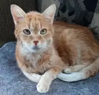 Simba. Male Cat With Lots Of Love To Share Deserves Loving Home