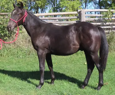 Really Nice Black AQHA Gelding !!!, View more