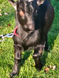 ND intact male goat for sale