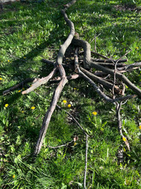 Dry wood tree branches available for free pickup
