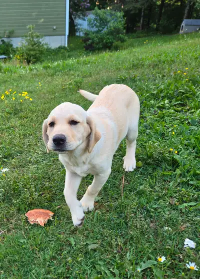 ́Labrador femelle, View more